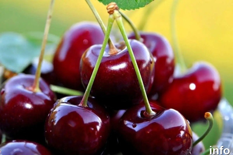 خواص گیلاس قرمز_4