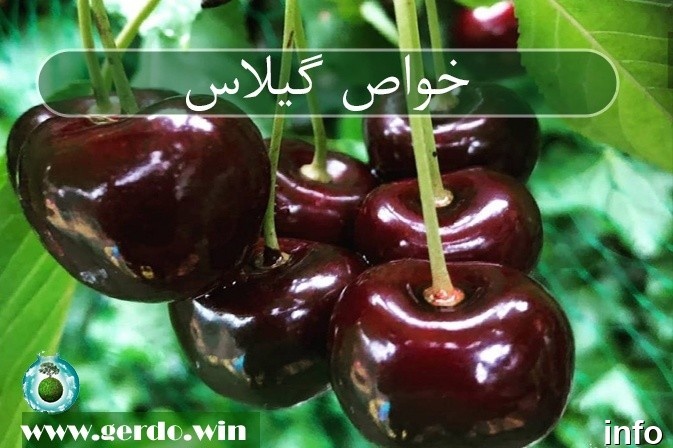 خواص گیلاس مشکی_5