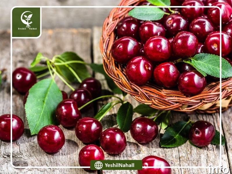 خواص گیلاس ناشتا_8