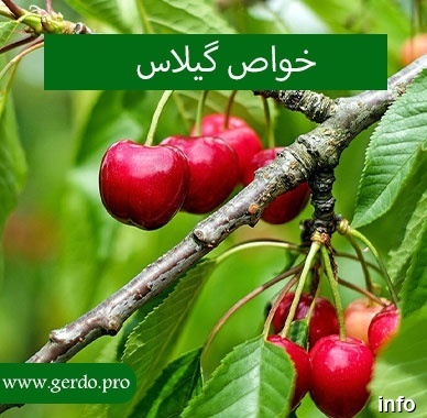 خواص گیلاس و یبوست_10
