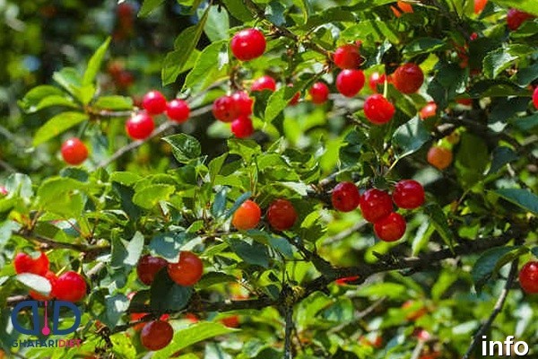 خواص گیلاس وحشی_4
