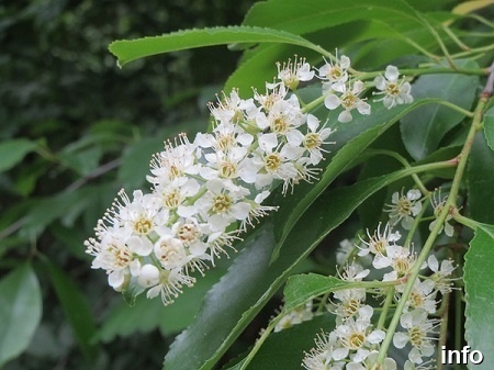 خواص گیلاس وحشی_9