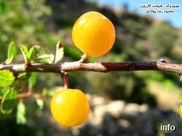 خواص گیلاس وحشی زاگرس_1