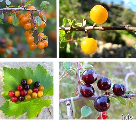خواص گیلاس کوهی_2