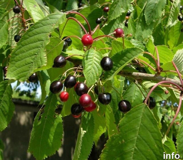 خواص گیلاس کوهی_7