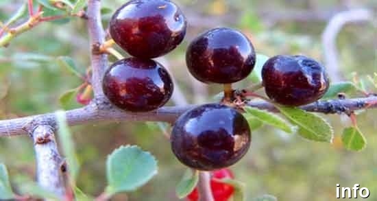 خواص گیلاس کوهی_9