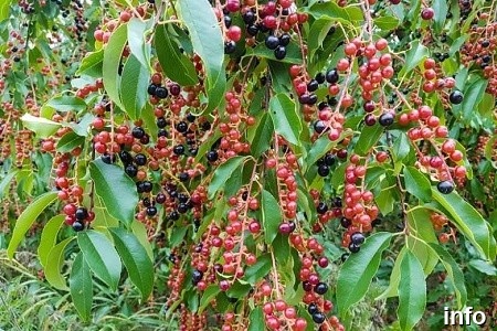 خواص گیلاس کوهی در طب سنتی_5