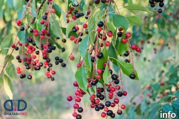 خواص گیلاس کوهی در طب سنتی_6