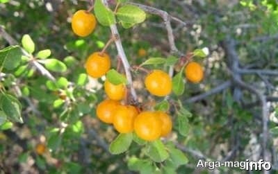 خواص گیلاس کوهی در طب سنتی_9