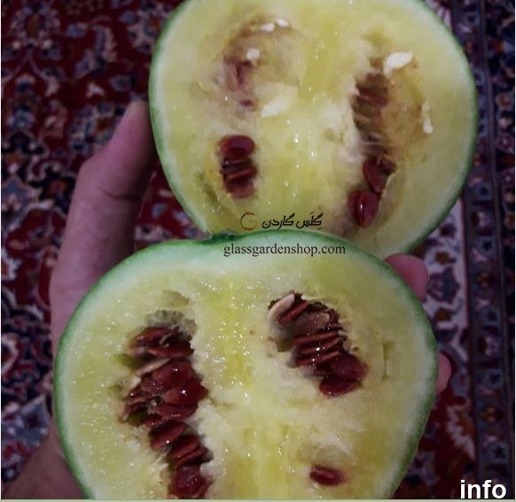روش تولید تخمه ژاپنی_5