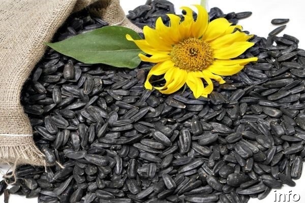 صادرات تخمه آفتابگردان به ترکیه_2