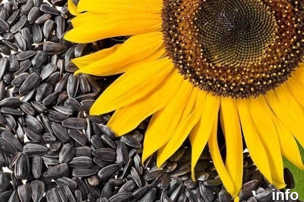 صادرات تخمه آفتابگردان به ترکیه_6