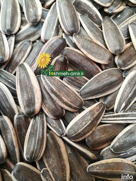 صادرات تخمه آفتابگردان به عراق_2
