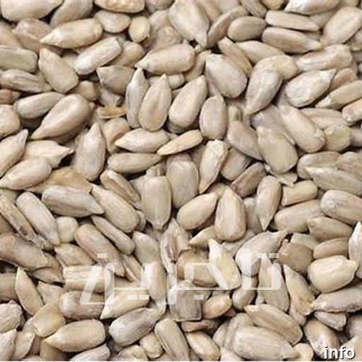فروش عمده مغز تخمه آفتابگردان_5