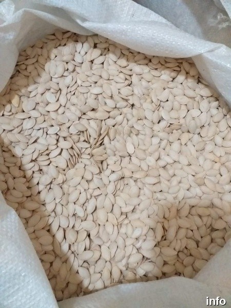 فروش عمده مغز تخمه کدو_6