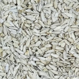فروش عمده مغز تخمه کدو_7