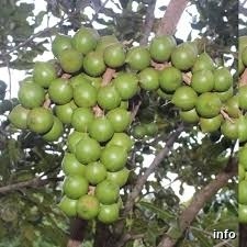 فروش ماکادمیا در کرج_6