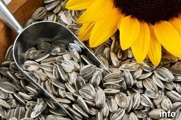 قطب تولید تخمه کدو_2