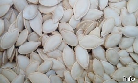 قطب تولید تخمه کدو_5