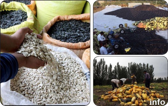 قطب تولید تخمه کدو_8