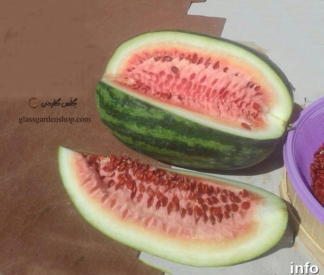 قیمت بذر تخمه ژاپنی_2