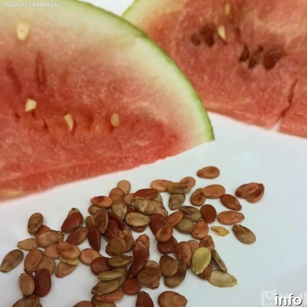 قیمت بذر تخمه ژاپنی_9