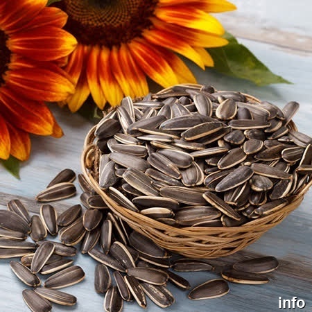 قیمت تخمه آفتابگردان برای روغن گیری_10