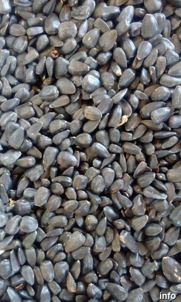 قیمت تخمه آفتابگردان برای روغن گیری_2