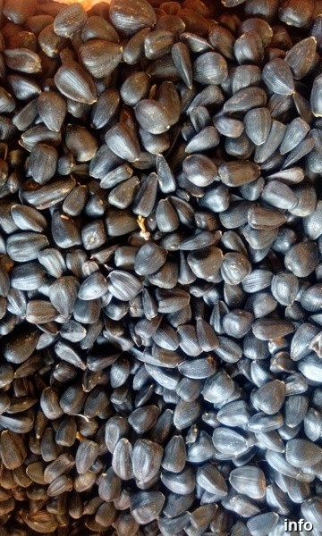 قیمت تخمه آفتابگردان برای روغن گیری_4