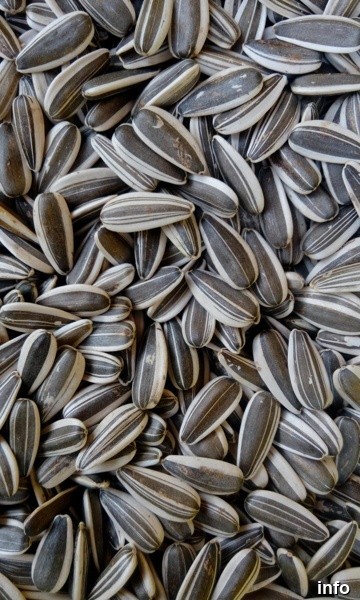 قیمت تخمه آفتابگردان برای روغن گیری_7