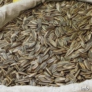 قیمت تخمه آفتابگردان برای روغن گیری_9