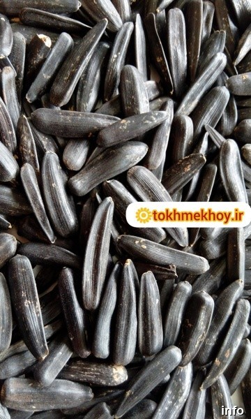قیمت تخمه آفتابگردان شمشیری_6