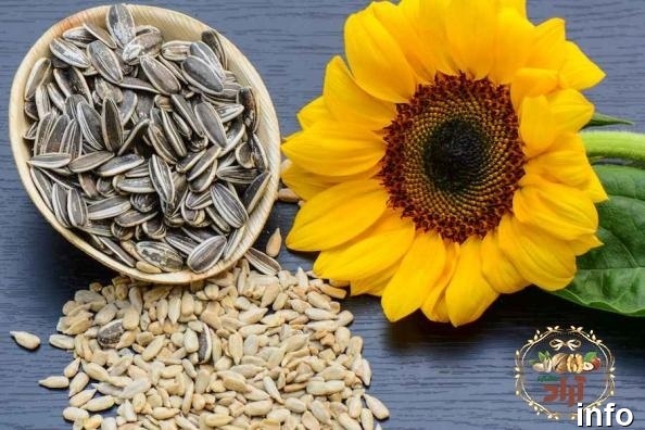 قیمت تخمه آفتابگردان شور_9
