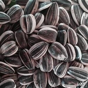 قیمت تخمه آفتابگردان کله قوچی_5