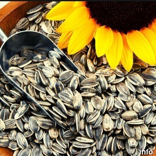 قیمت تخمه آفتابگردان کله قوچی_6