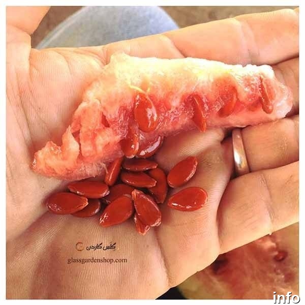 قیمت تخمه هندوانه ژاپنی_5