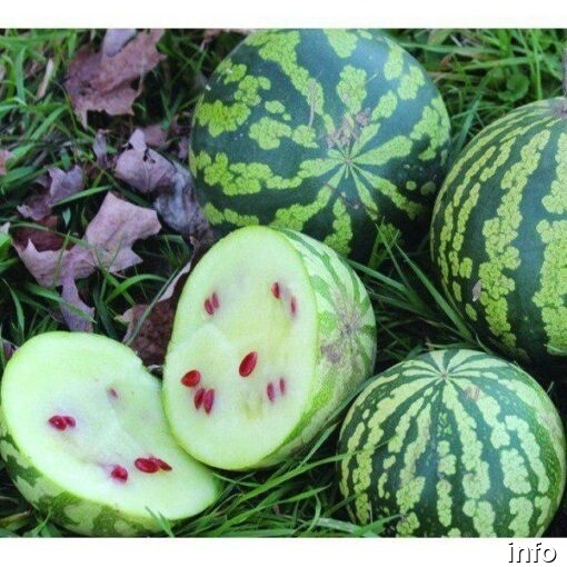 قیمت تخمه هندوانه ژاپنی_7