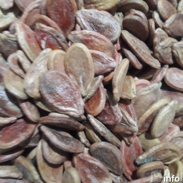 قیمت تخمه ژاپنی خام_1