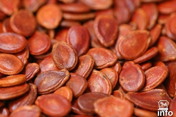 قیمت یک کیلو تخمه ژاپنی_7