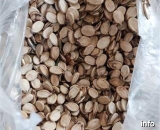 محل تولید تخمه ژاپنی_10