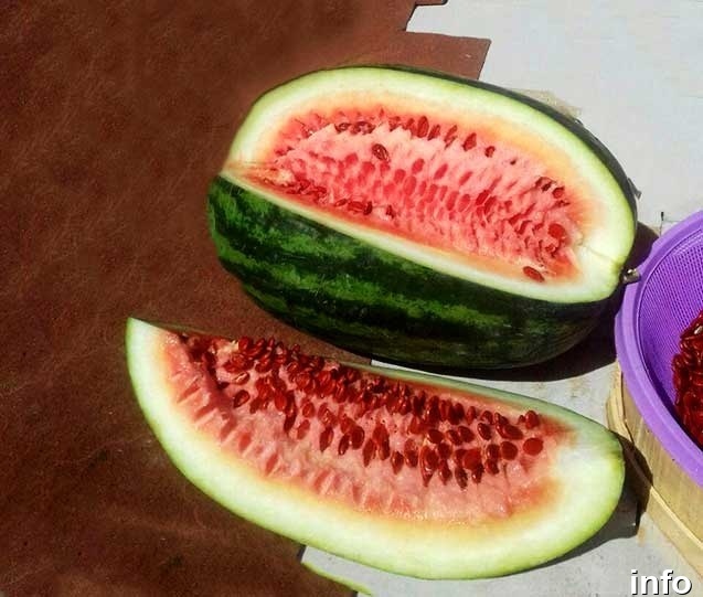 محل تولید تخمه ژاپنی_6