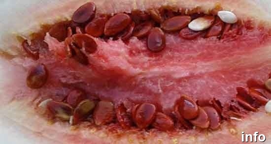 مراحل تولید تخمه ژاپنی_1