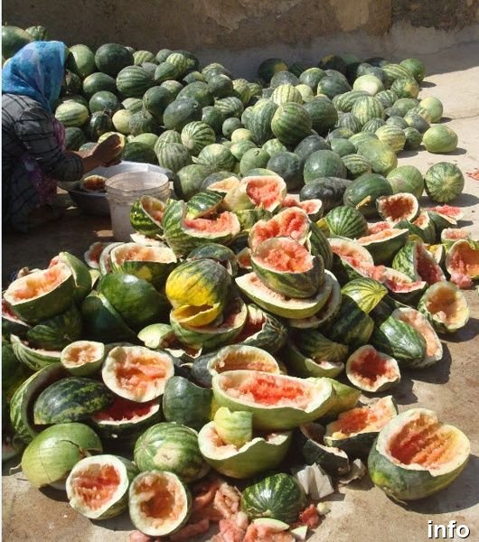 مراحل تولید تخمه ژاپنی_4