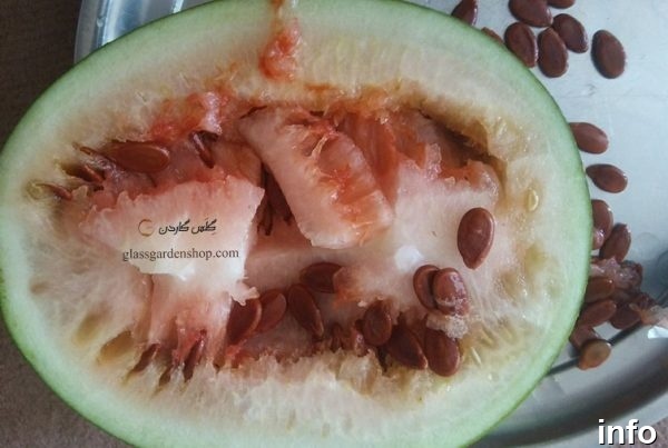 مراحل تولید تخمه ژاپنی_9