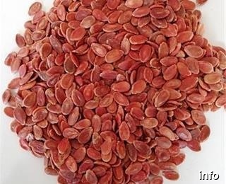 مرکز تولید تخمه ژاپنی در ایران_3