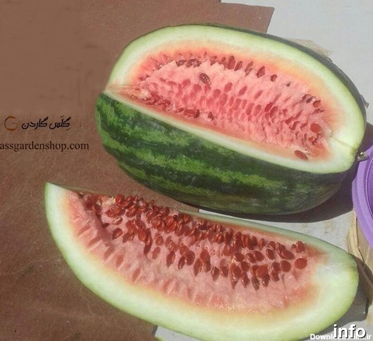 نحوه تولید تخمه ژاپنی_10