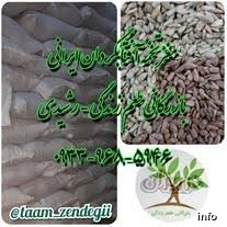 پخش تخمه آفتابگردان در تهران_1
