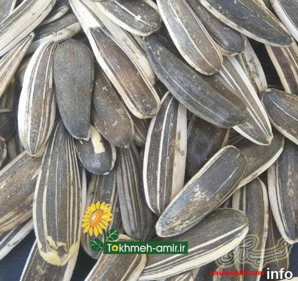 پخش عمده تخمه آفتابگردان_10